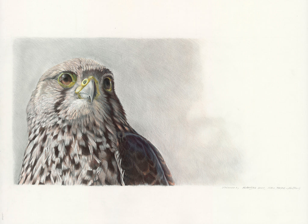 Birdwatcher 2 (Karearea)