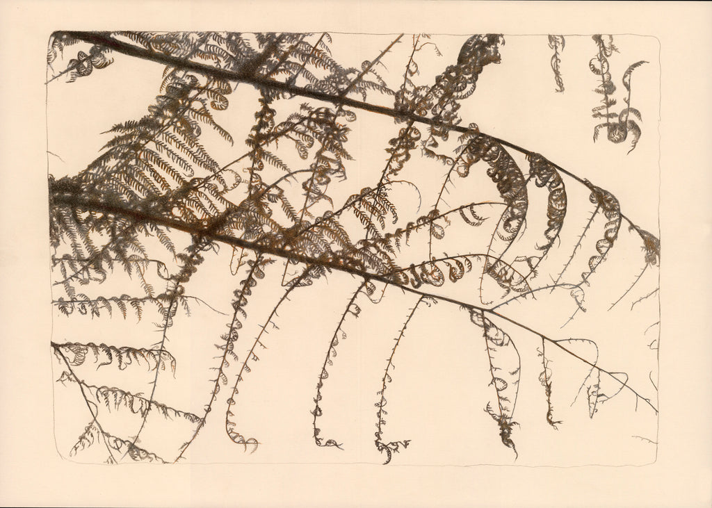 'Fractal Silhouette' (Silver-fern)