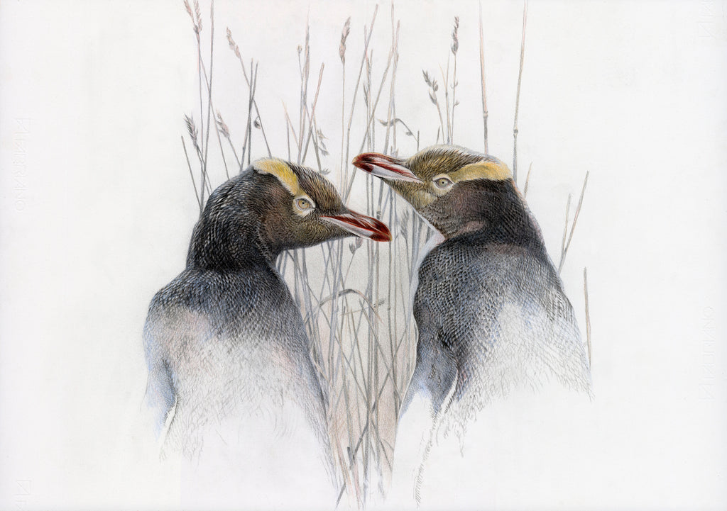 'Hoihoi mates' (Yellow Eyed Penguin)