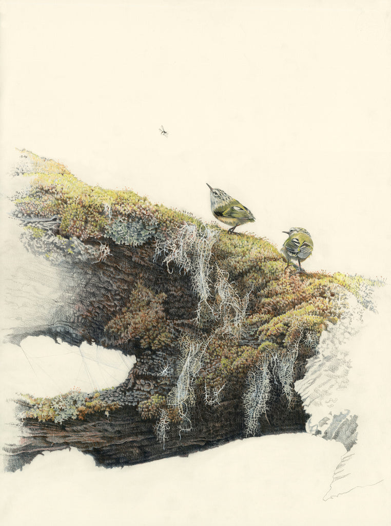 'Lake Silver Rifleman'