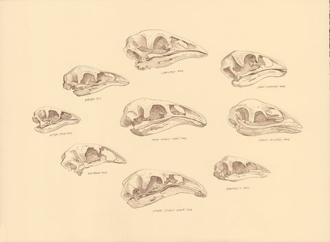 'Moa Blues' (Skulls of all extinct Moa Species)