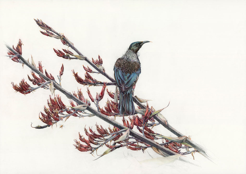 'Summertime' (Tui)