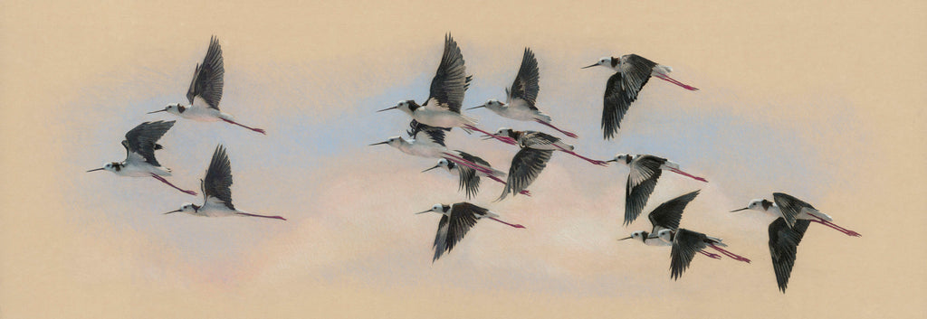 "Travel On" (Pied Stilts)