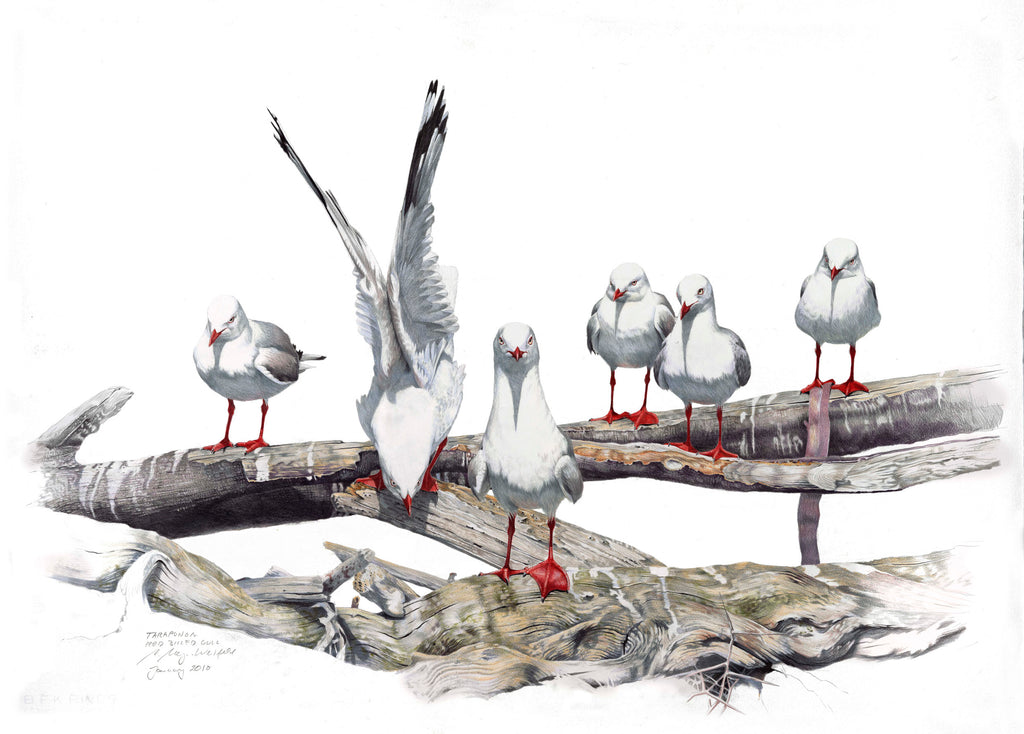 Red-Billed Gull (Tarapunga or Kaiak)
