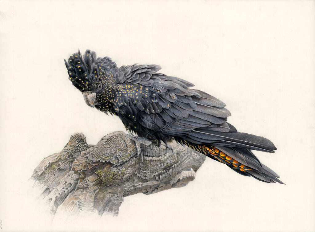 Black Cockatoo
