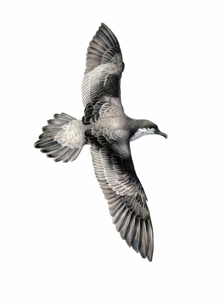 Buller's Shearwater