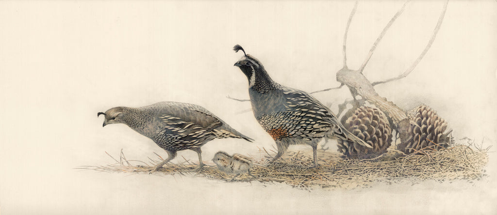 Californian Quail