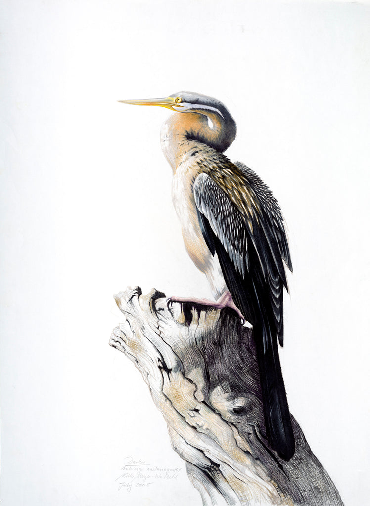 Darter