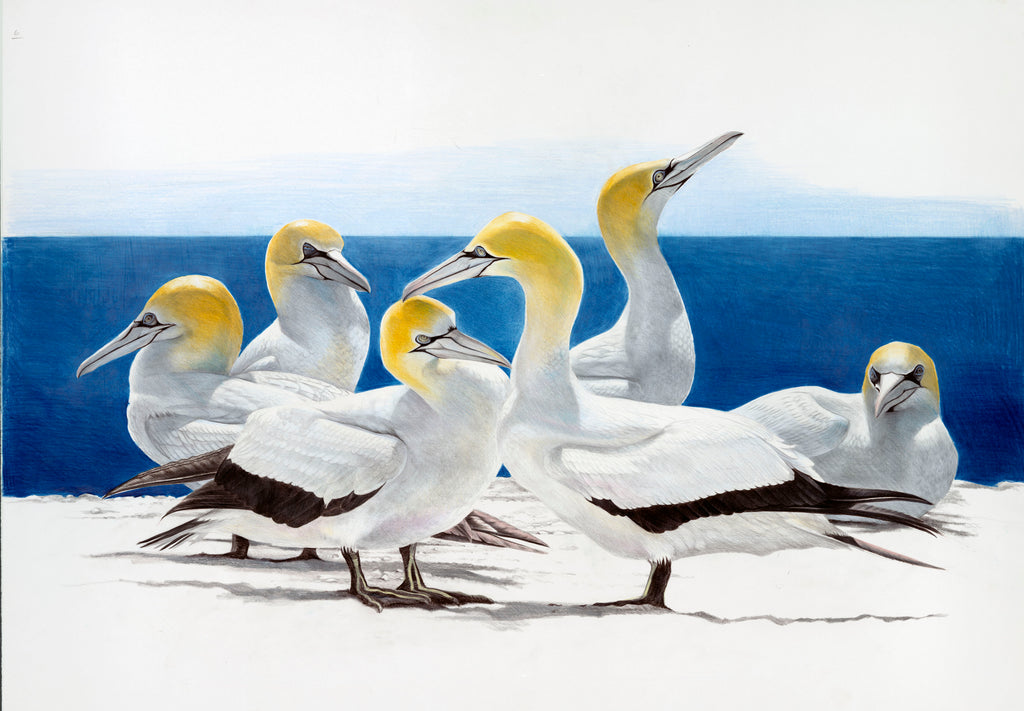 Gannet Colony (Takapu)