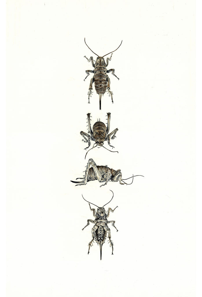 Giant Weta