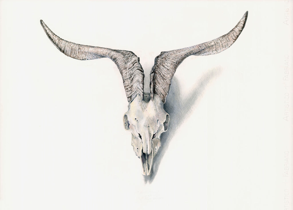 “Head strong” (Ram Skull)