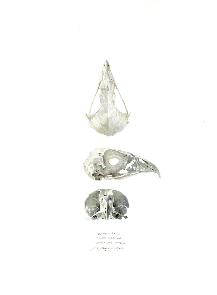 Kahu skull study