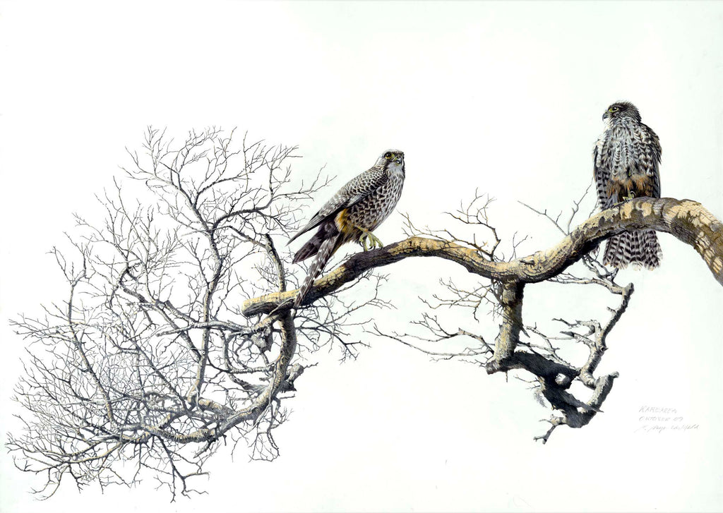 New Zealand Falcon Pair (Karearea)