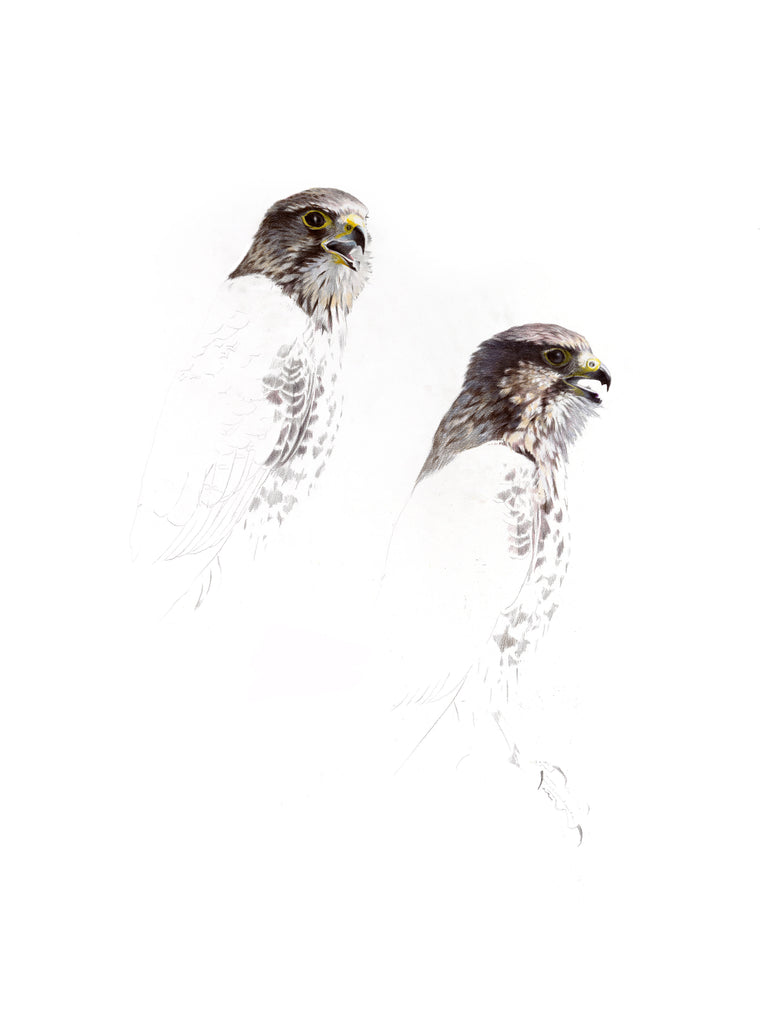 New Zealand Falcon portrait (Karearea)