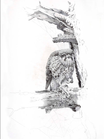 New Zealand Falcon sketch (Karearea)