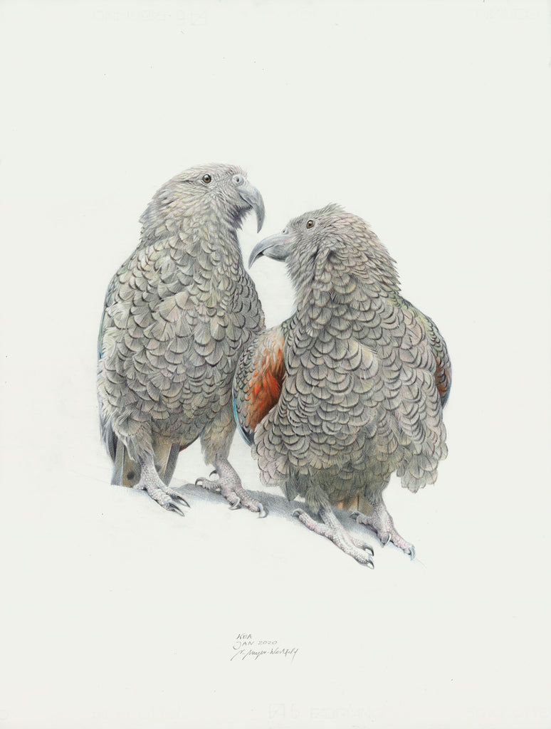 Kea, 'Kea Love"