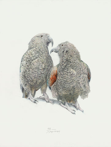 Kea, 'Kea Love"