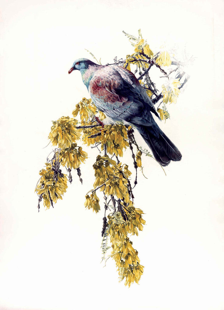 Kererū and Kowhai