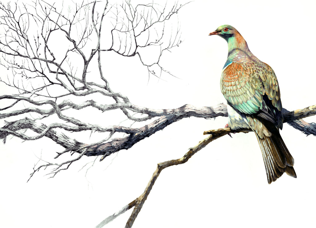 Kereru and Manuka Tree