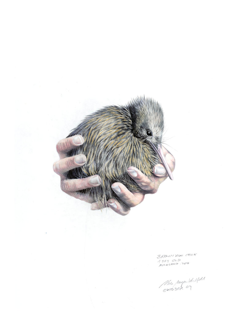 Kiwi chick
