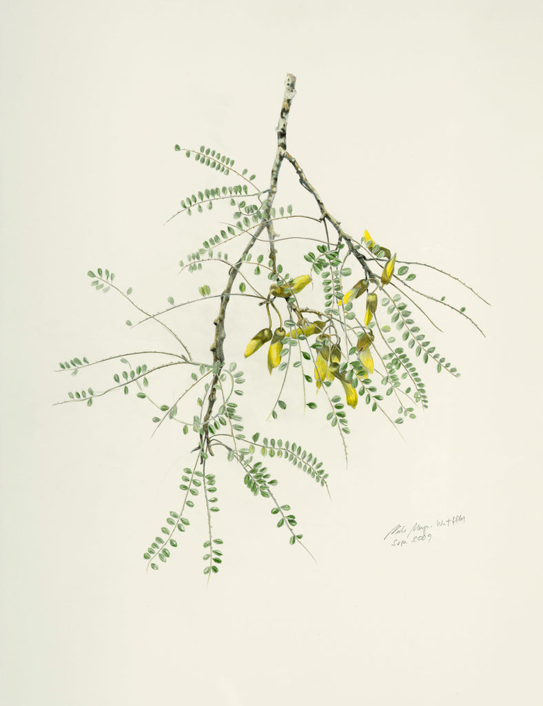 Kowhai