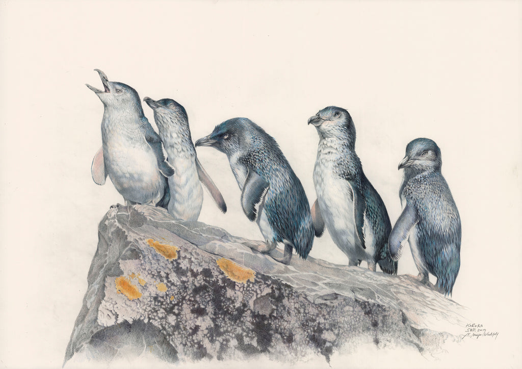Little Blue Penguin/ kororā, "lineup"