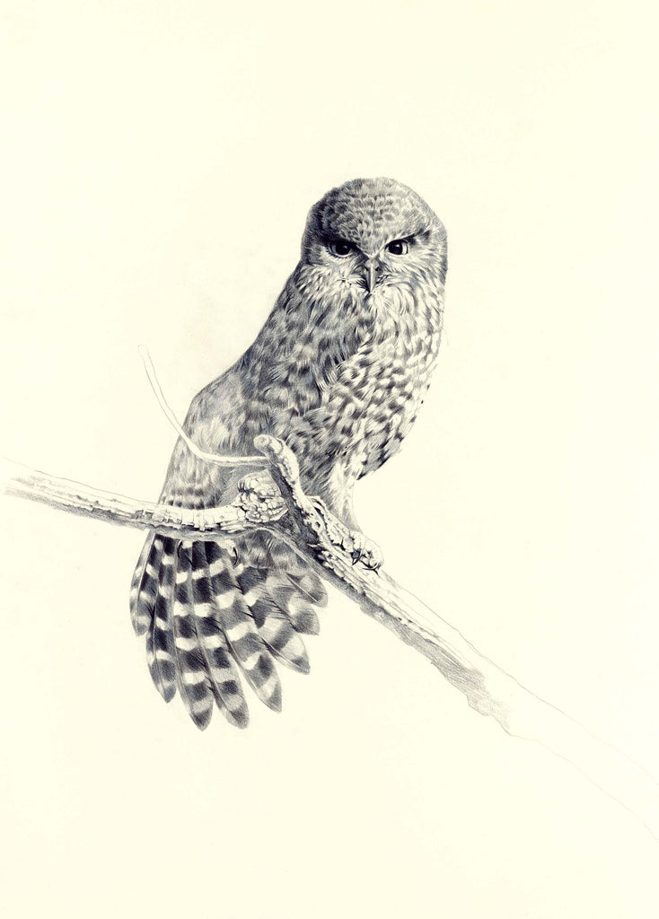 Morepork, black and white
