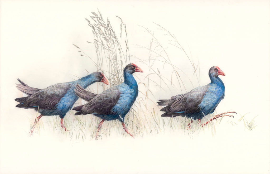 Pukeko, "The Three Stooges"