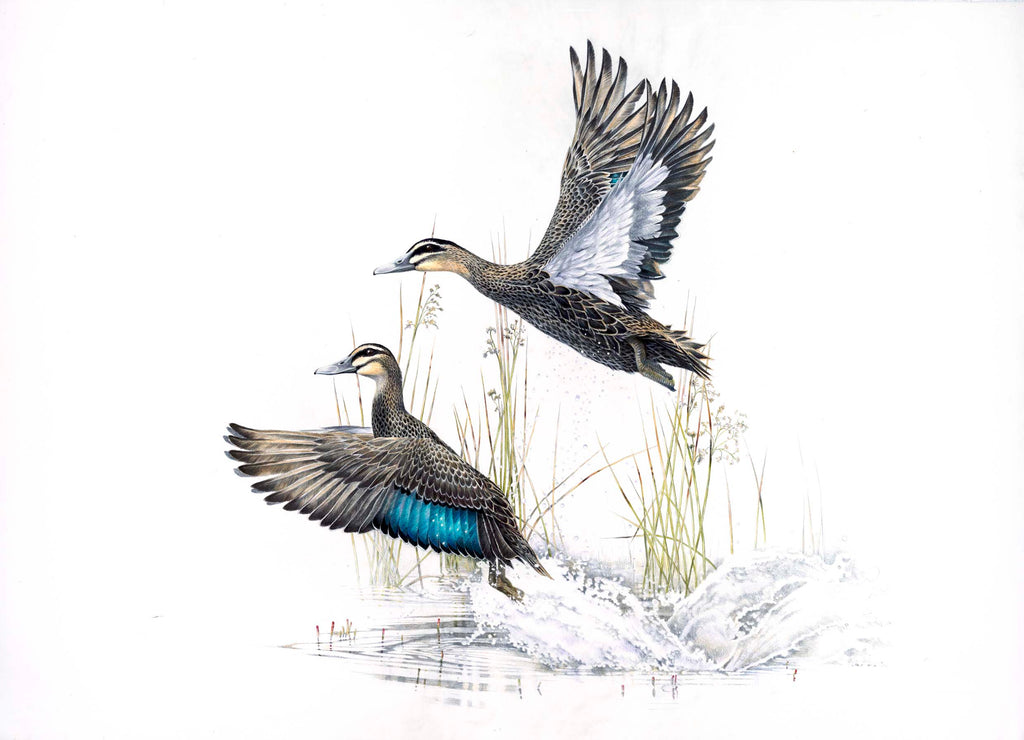 New Zealand Grey Duck (Parearea)
