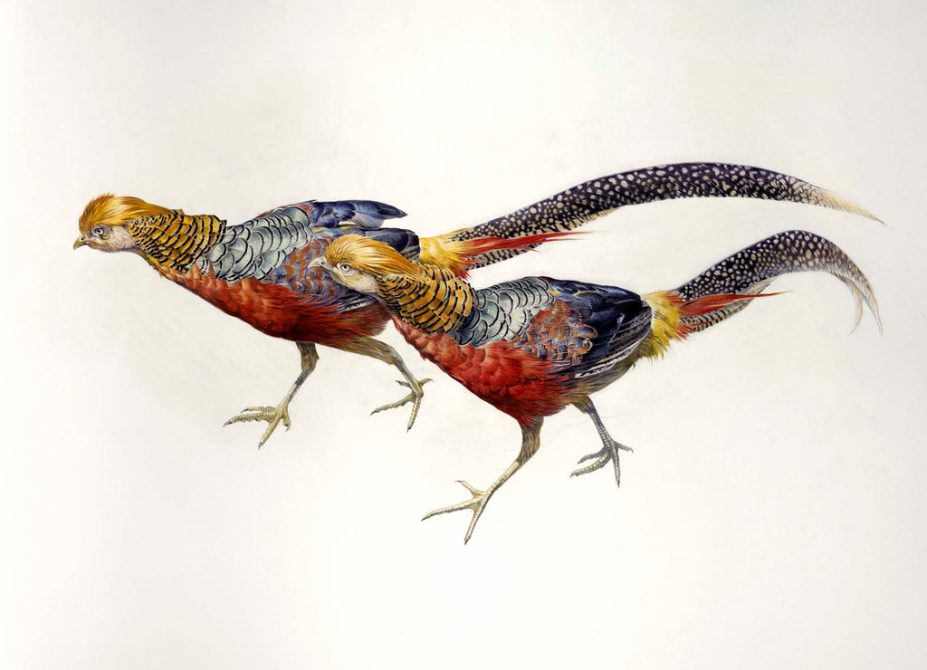 Golden Pheasant (Chrysolophus pictus)