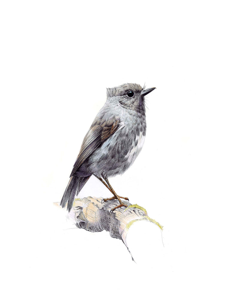 Robin (Toutouwai)