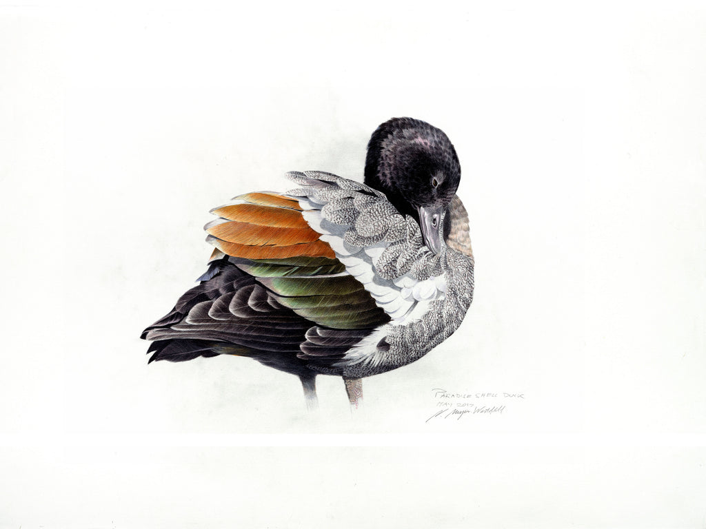 Paradise shelduck (male)