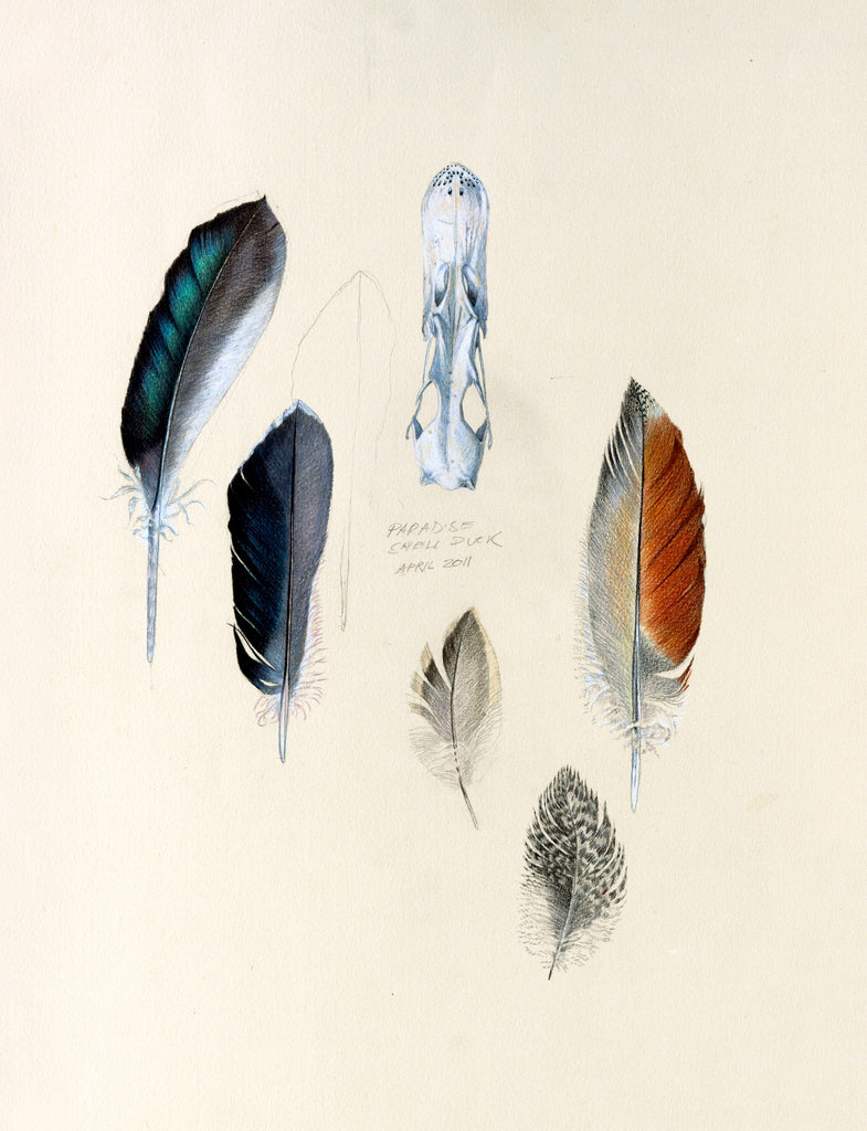 Paradise Shelduck study