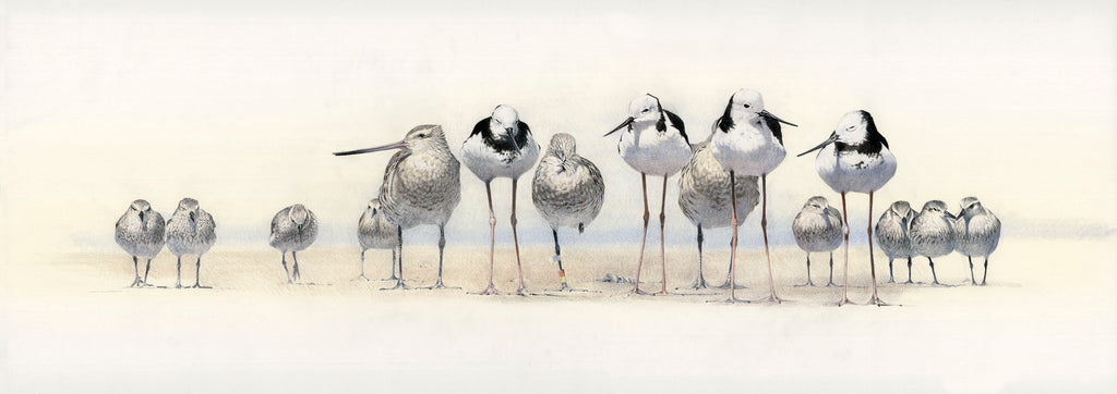 "The Beach Boys"  (Bar-Tailed Godwits, Pied Stilt, Red Necked Stint)