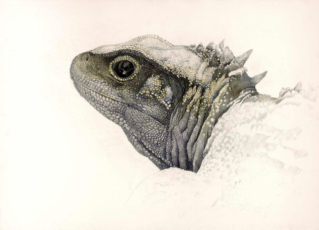 Tuatara