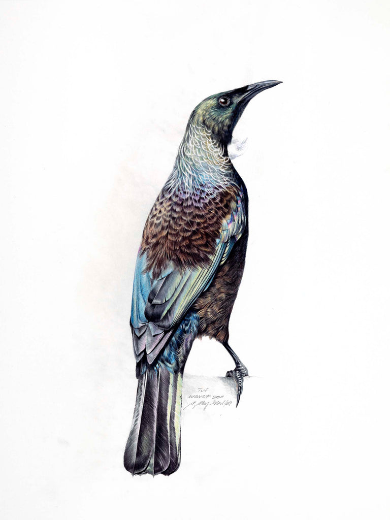 Tui closeup