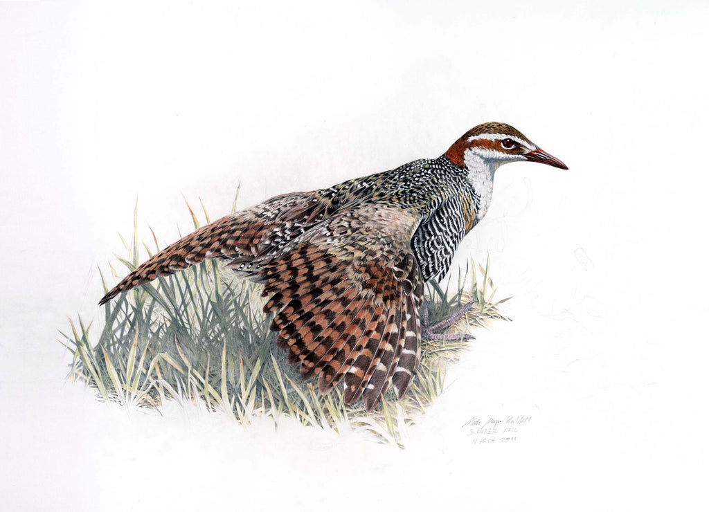 Banded Rail (Moho Pereru)