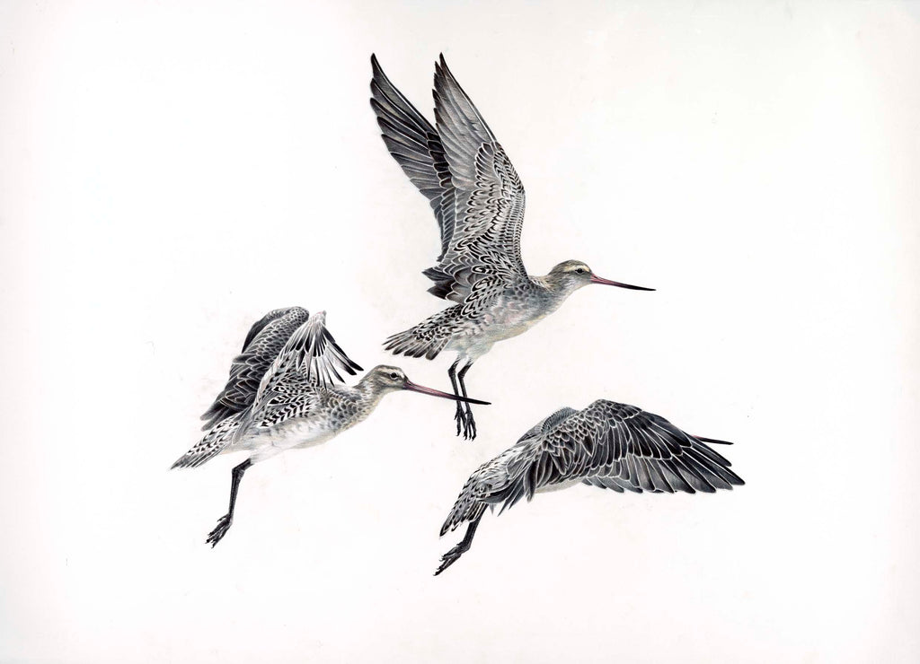 Bar-Tailed Godwit three (Kuaka)