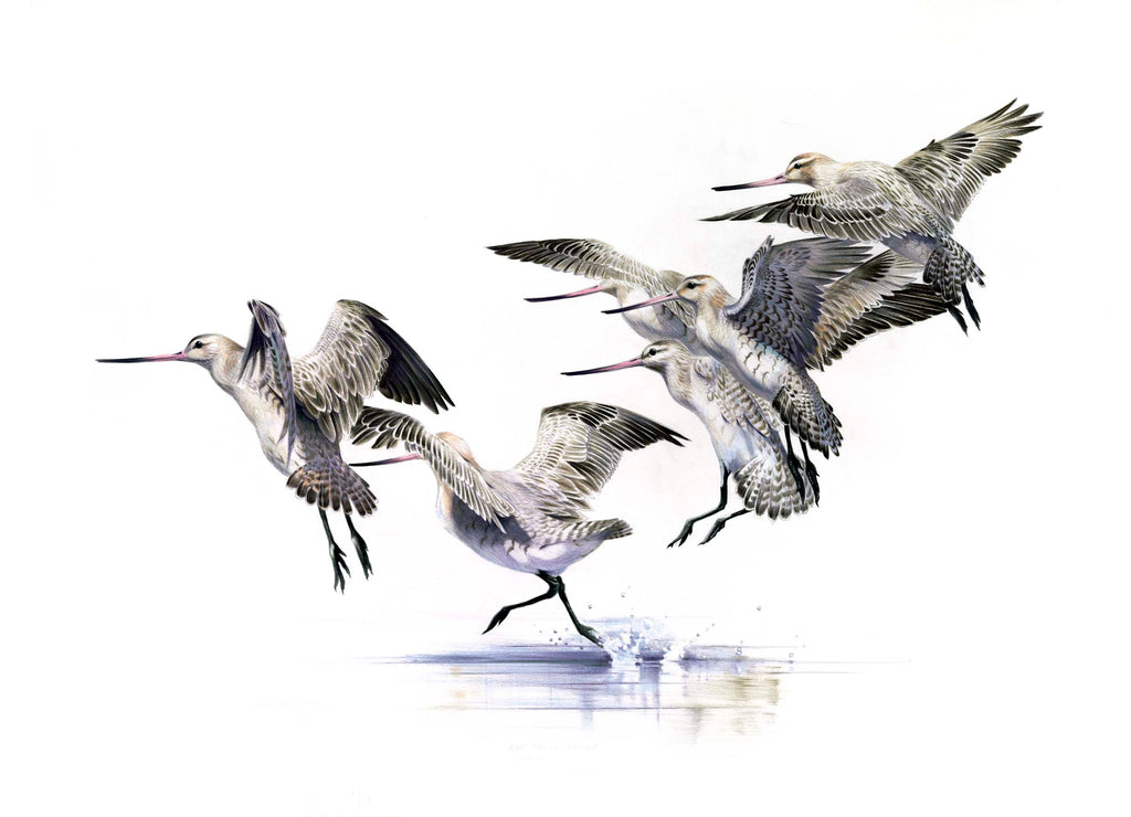 Bar-Tailed Godwit five (Kuaka)