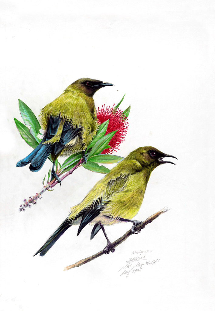 Bellbird (Korimako)