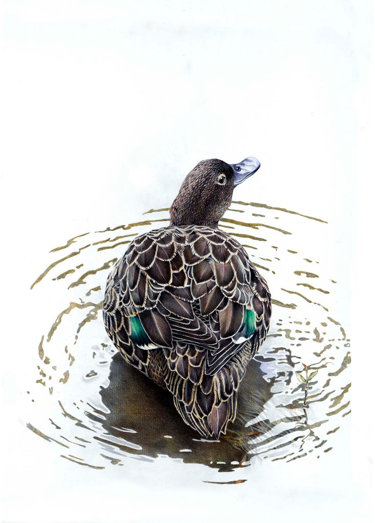 Brown Teal (Pateke)