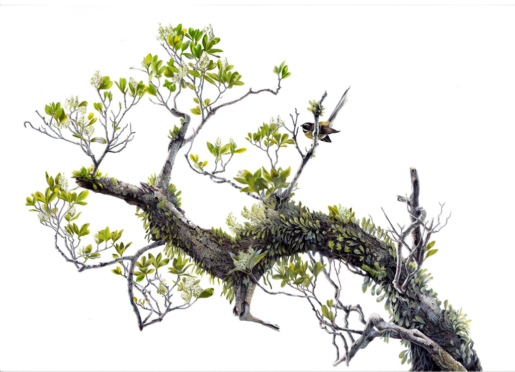 Fantail (Piwakawaka)