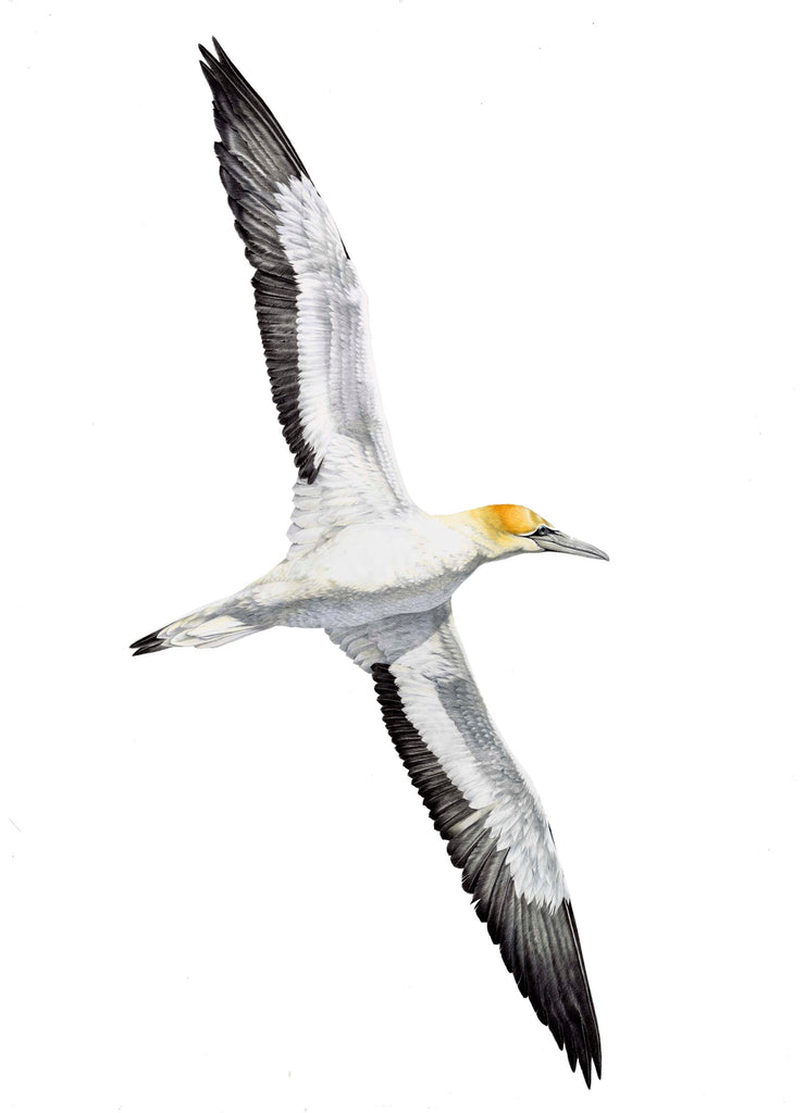 Gannet (Takapu)