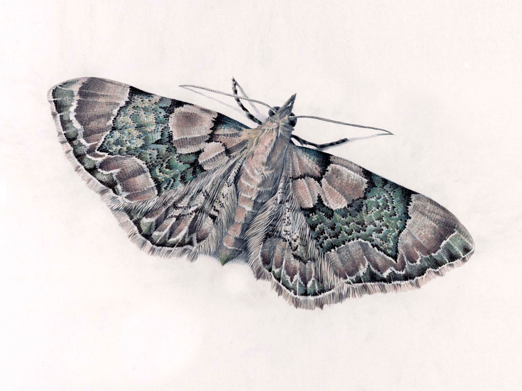 Geometridae