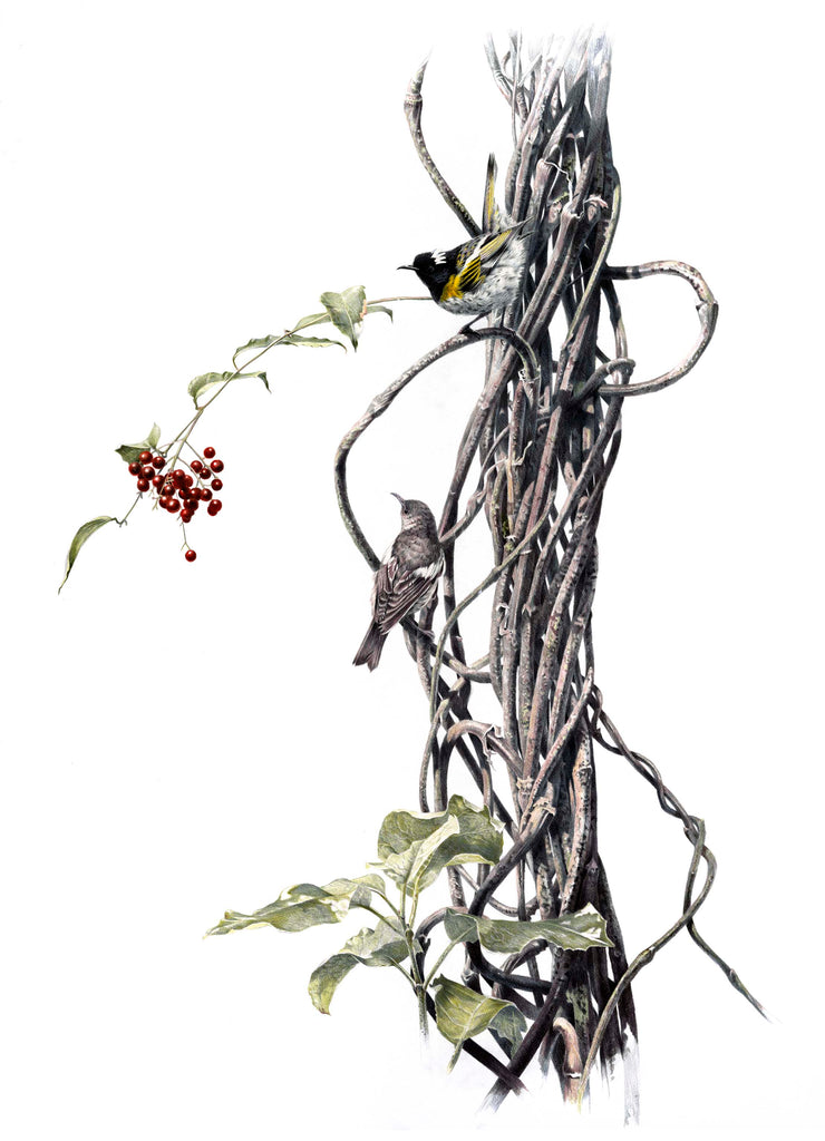 Stitchbird (Hihi)