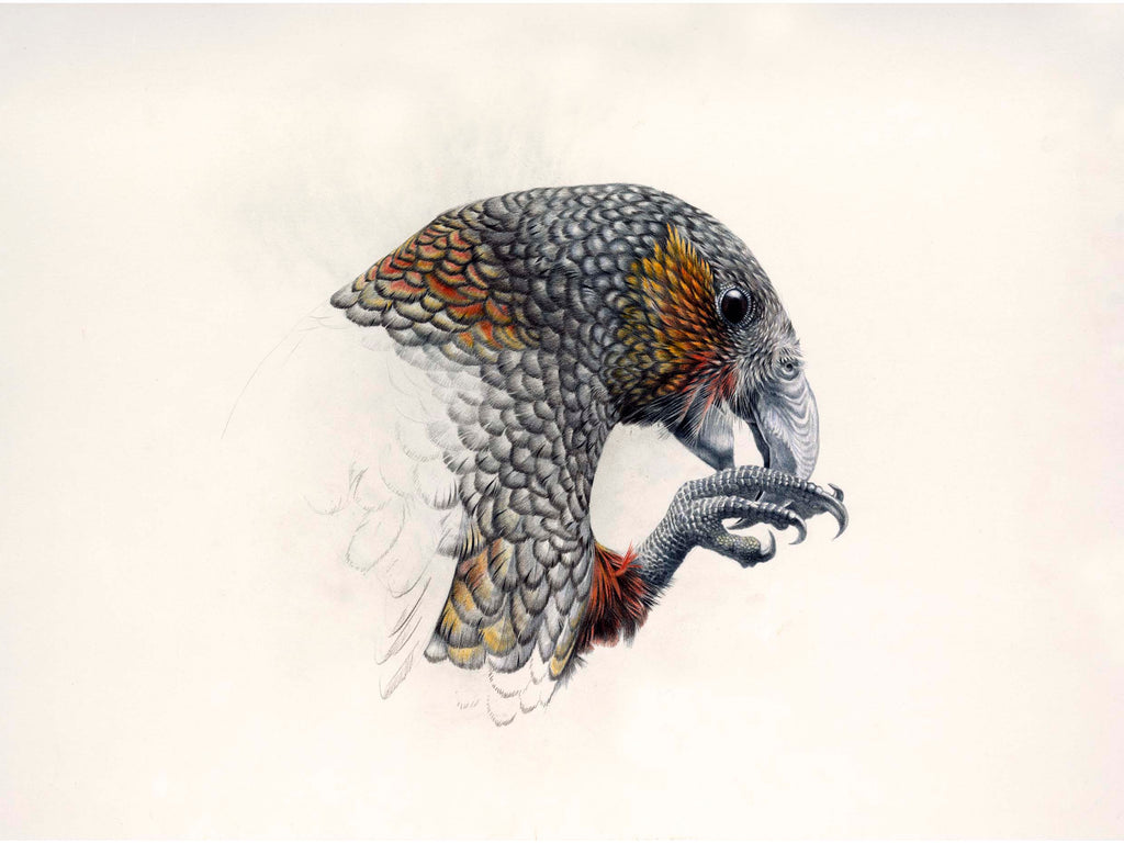 Kaka portrait