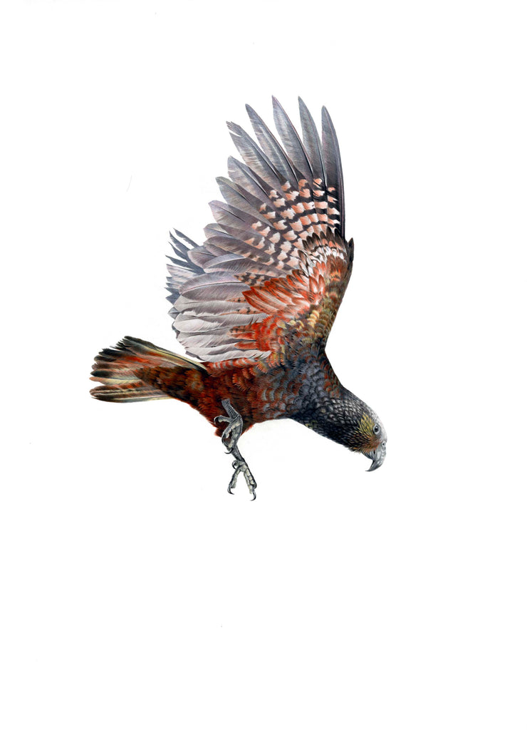 Kaka flying