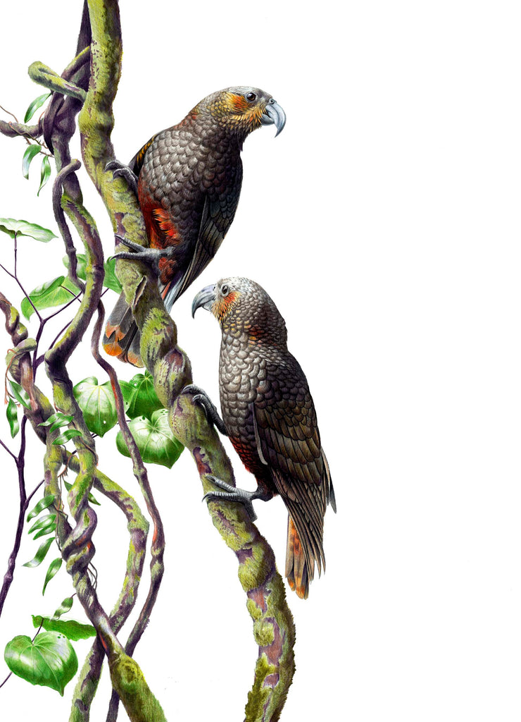 Kaka pair