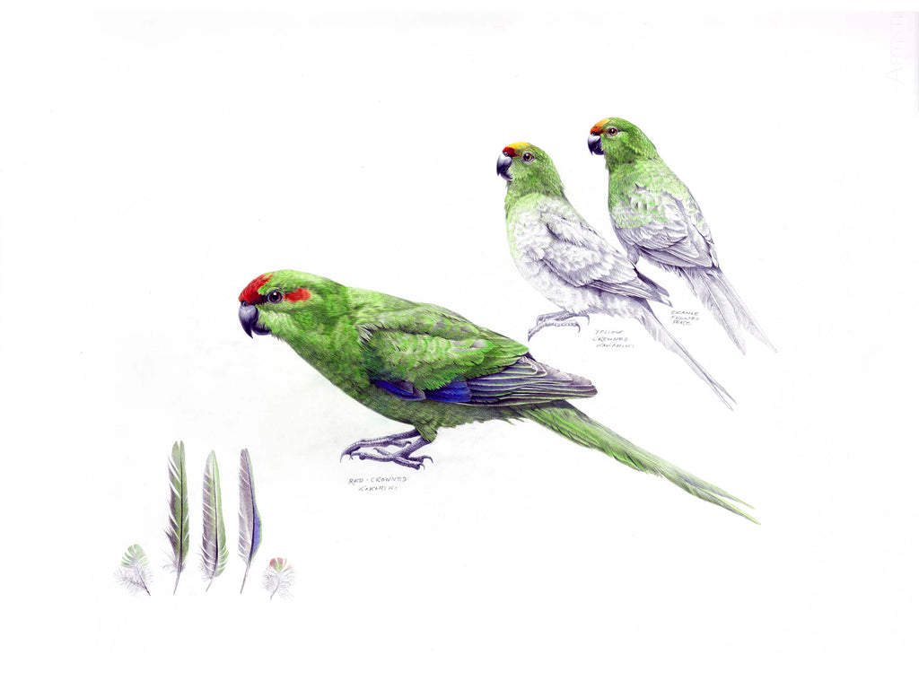 Kakariki