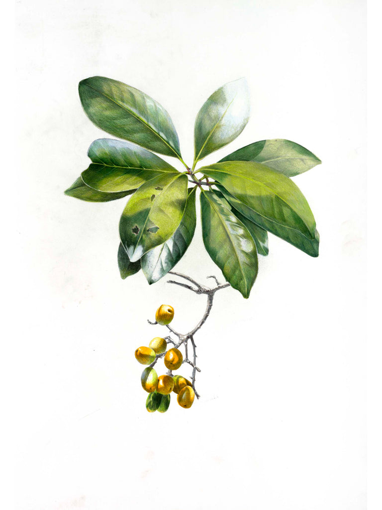 Karaka